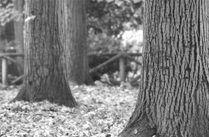 nature-detail