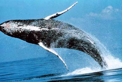 balena