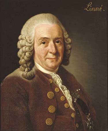 linneo carlo linneo linneus