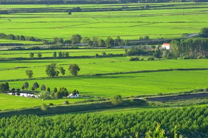 The Green Rice Fields of Vercelli - Photo of Andrea Caranti The Green Rice Fields of Vercelli - Photo of Andrea Caranti