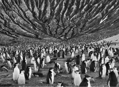 (c) Sebastiao Salgado - Genesi