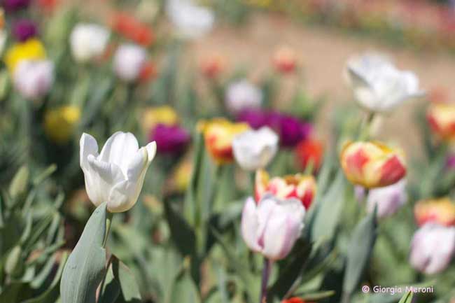 Pasqua e Pasquetta 2017 nel mendrisiotto - Foto © Giorgia Meroni Pasqua e Pasquetta 2017 nel mendrisiotto - Foto © Giorgia Meroni