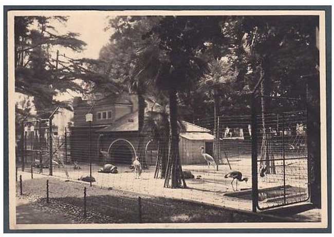 Le voliere dello zoo di Milano negli anni 50 - intervista a Paolo Riva