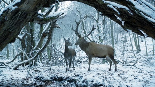 Corpo e Anima – Photo: courtesy of MOVIES INSPIRED Corpo e Anima – Photo: courtesy of MOVIES INSPIRED