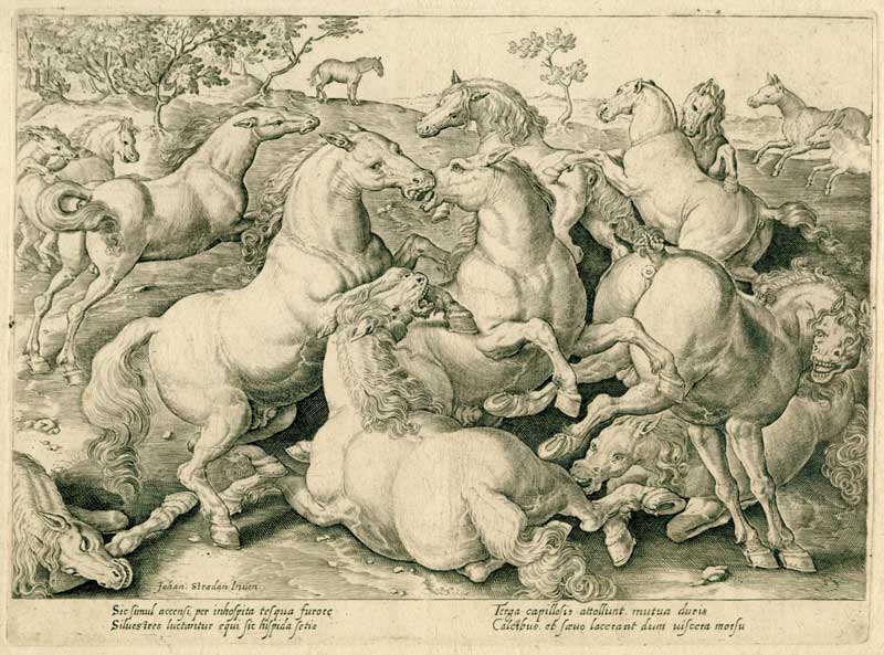 Lotta tra cavalli, incisione di Giovanni Stradano (1523-1605) Giovanni Stradano, lotta tra cavalli, incisione