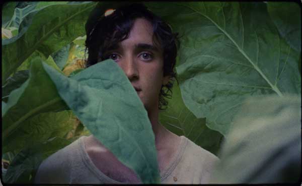 lazzaro felice icona