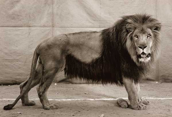 Balthasar Burkhard Loewe icona
