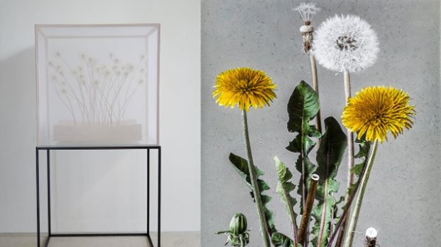 in-flore-scientia img web